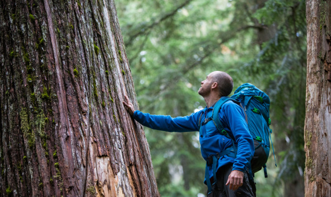 Sustainable Forest