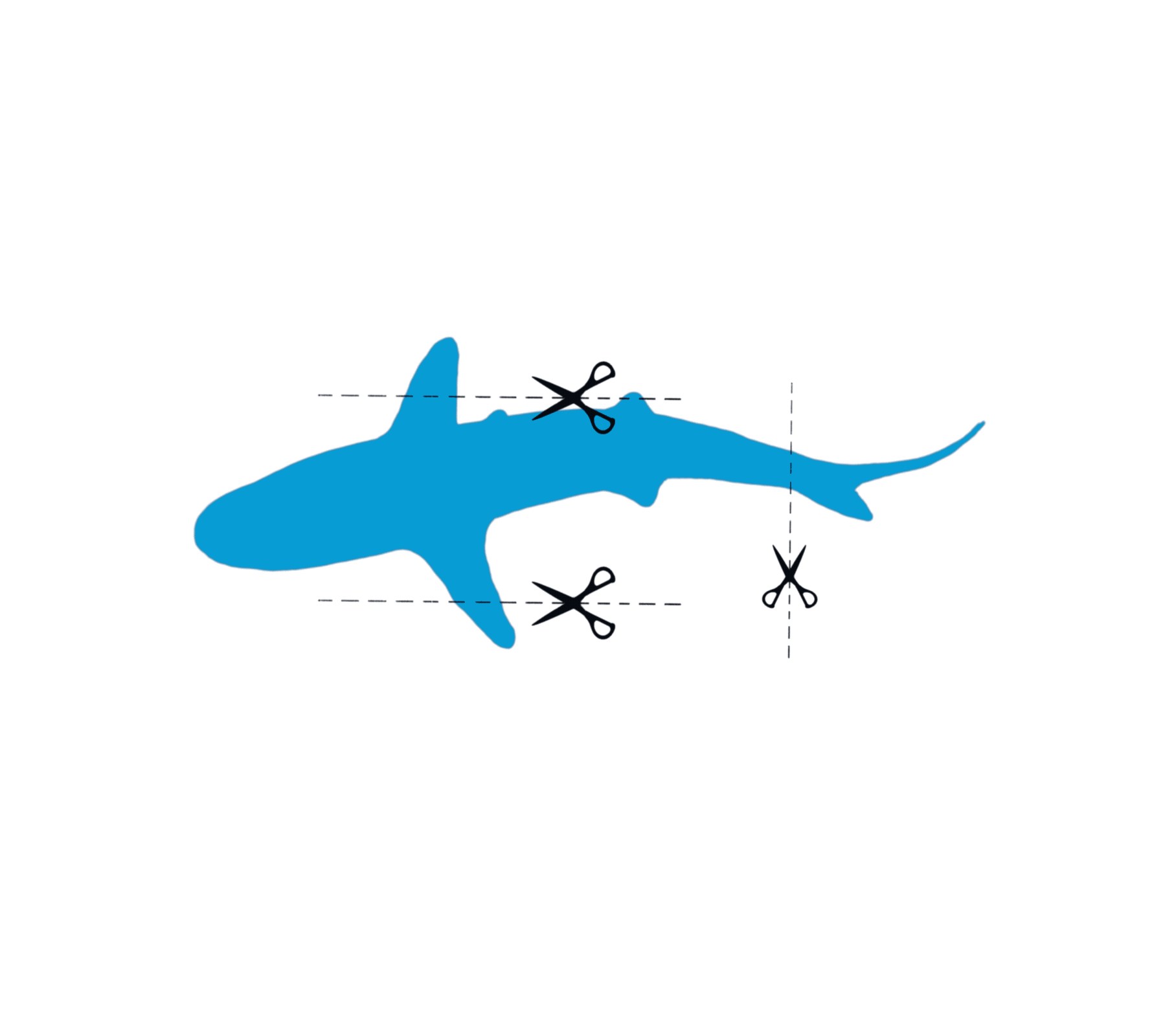 Fly Without Fins